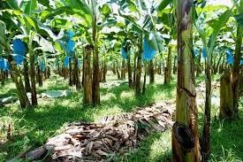 সহজ পরিবহন হার্ডওয়্যারের জন্য 250KG শিল্প খামার কলা ক্যাবলওয়ে রোলার